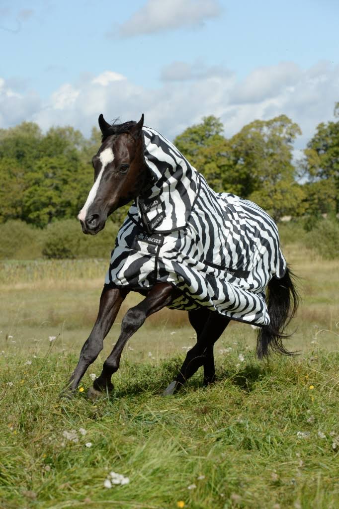 Zebra Sweet Itch W289446