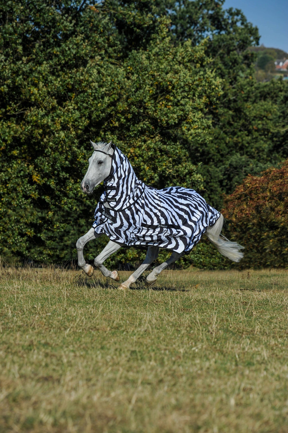 Zebra Sweet Itch W289446