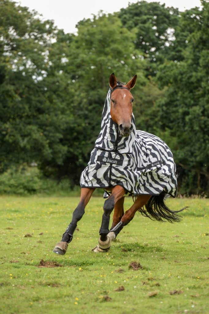 Zebra Sweet Itch W289446